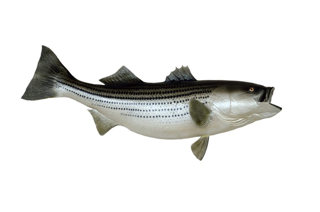 Striped Bass Archives 